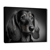 Daschund Black and White Photography