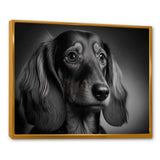 Daschund Black and White Photography