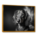 Black Dachshund With White Flower