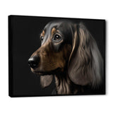 Portrait Of A Contemporary Dachshund