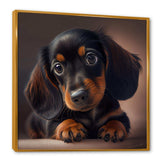 Cute Dachshund Puppy