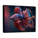 Magnificent Bettafish In Shades Of Blue And Purple II