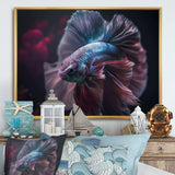 Magnificent Bettafish In Shades Of Blue And Purple III