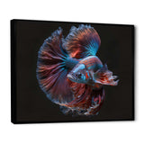 Magnificent Bettafish In Shades Of Blue And Purple IV