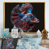 Magnificent Bettafish In Shades Of Blue And Purple IV