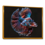 Magnificent Bettafish In Shades Of Blue And Purple IV