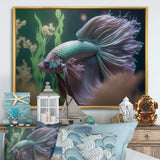 Magnificent Bettafish In Shades Of Blue And Purple V