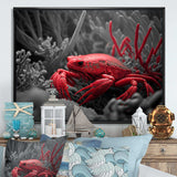 Red Deepsea Crab In Red And Black II