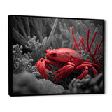 Red Deepsea Crab In Red And Black II