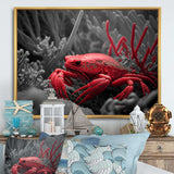 Red Deepsea Crab In Red And Black II