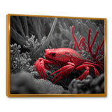 Red Deepsea Crab In Red And Black II