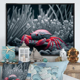 Red Deepsea Crab In Red And Black III