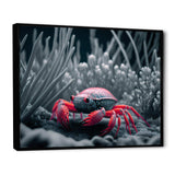 Red Deepsea Crab In Red And Black III