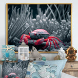 Red Deepsea Crab In Red And Black III