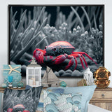 Red Deepsea Crab In Red And Black IV