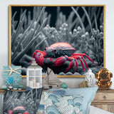 Red Deepsea Crab In Red And Black IV