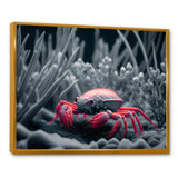 Red Deepsea Crab In Red And Black IV