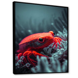 Red Deepsea Crab In Red And Black V