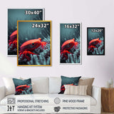 Red Deepsea Crab In Red And Black V