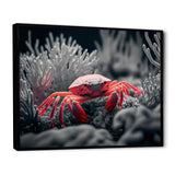 Red Crab In Shades Of Black And Blue II