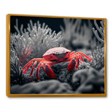 Red Crab In Shades Of Black And Blue II