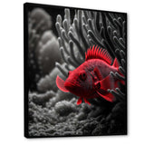 Black And Red Tropical Fish VII