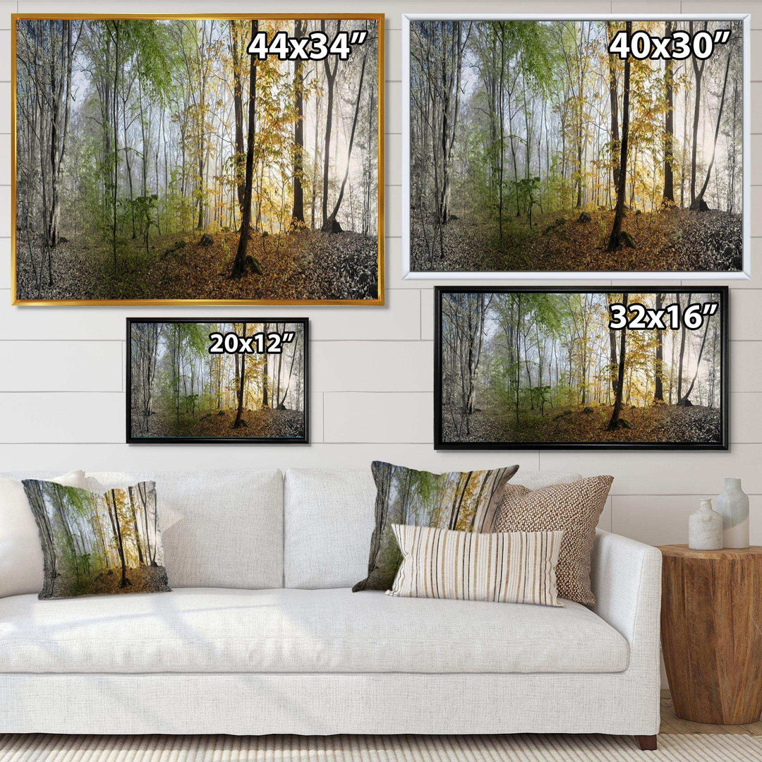 Morning Forest Panoramic View