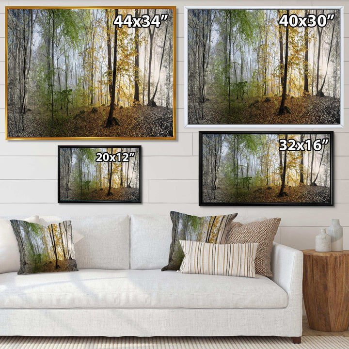 Morning Forest Panoramic View