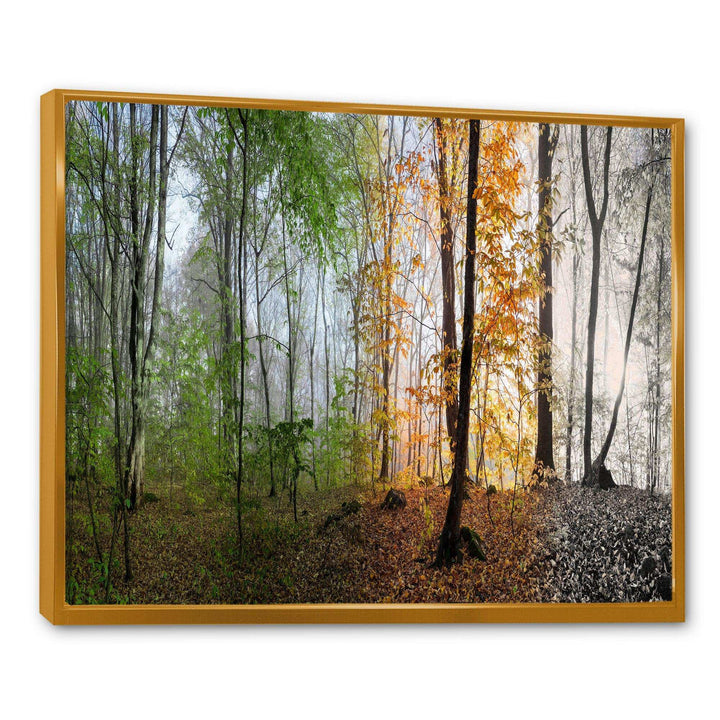 Morning Forest Panorama