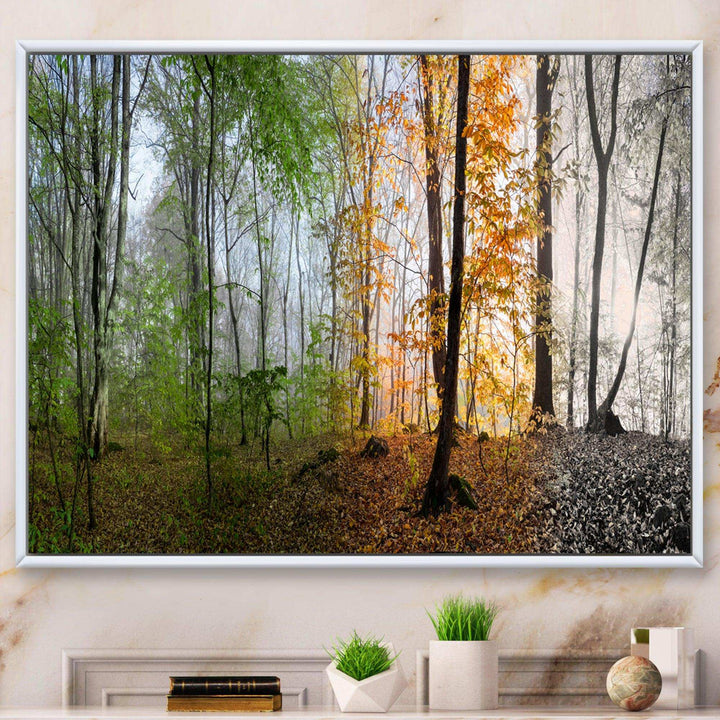 Morning Forest Panorama