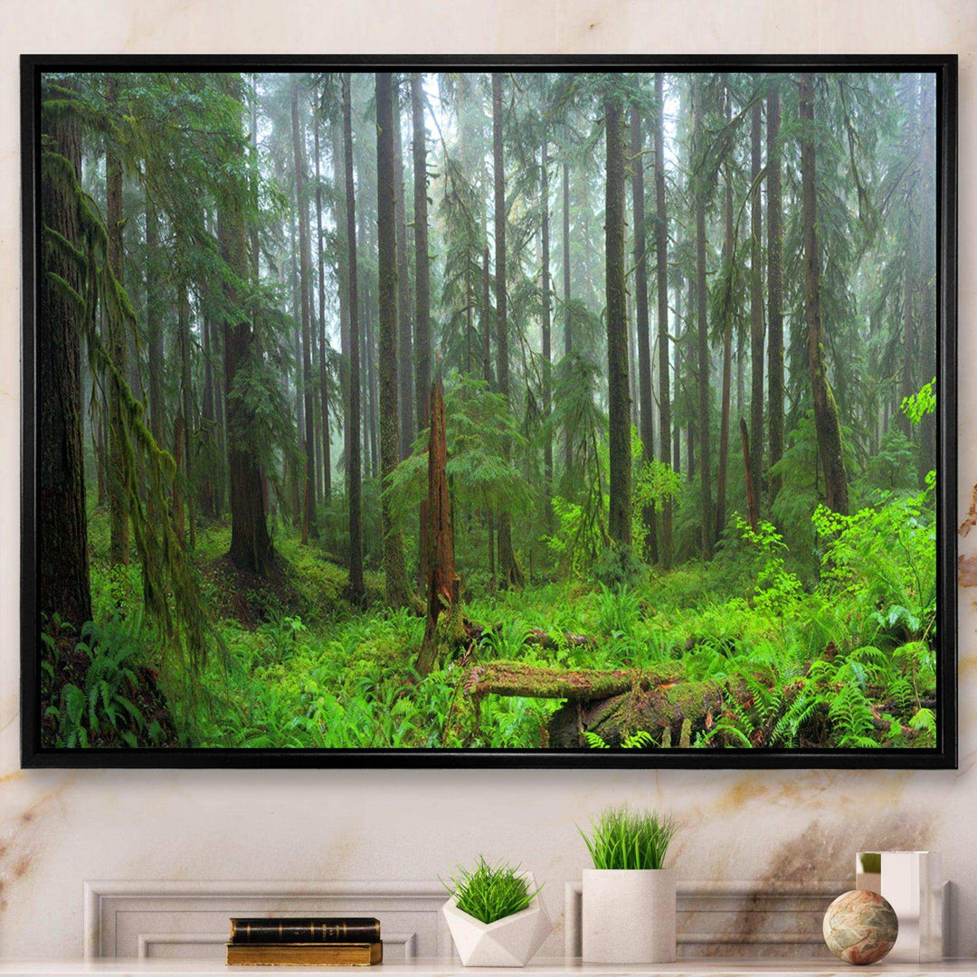 Hoh Rain Forest