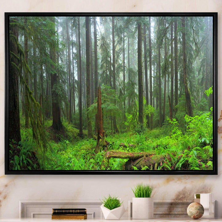 Hoh Rain Forest