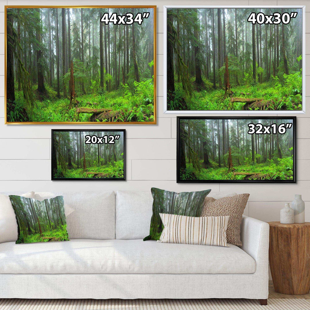 Hoh Rain Forest