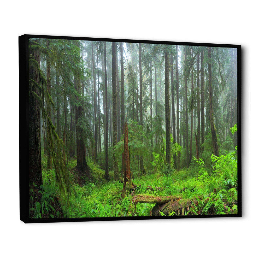 Hoh Rain Forest