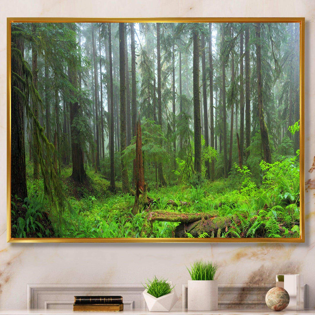 Hoh Rain Forest