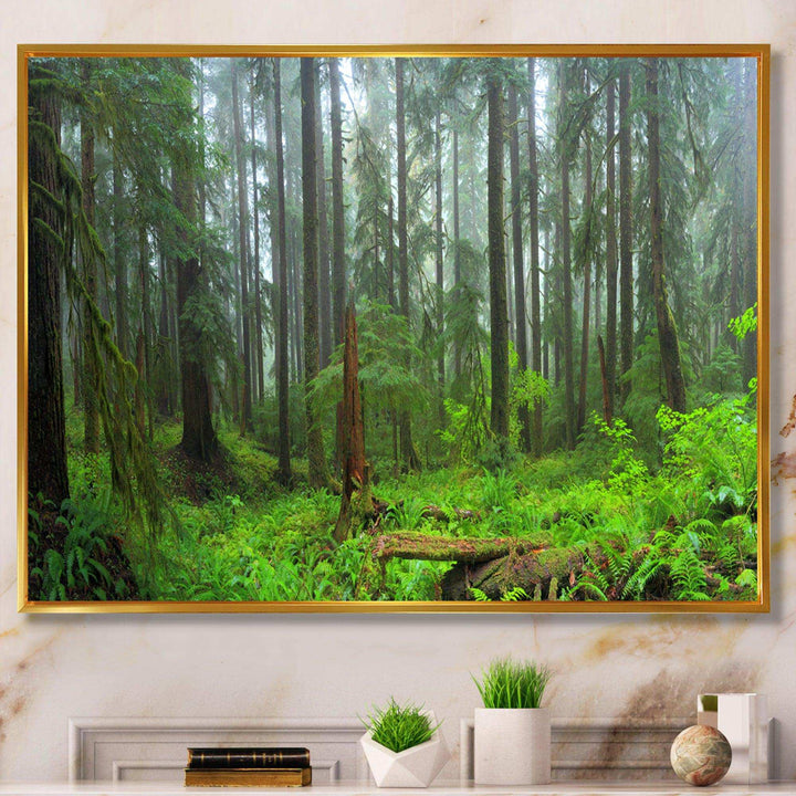 Hoh Rain Forest