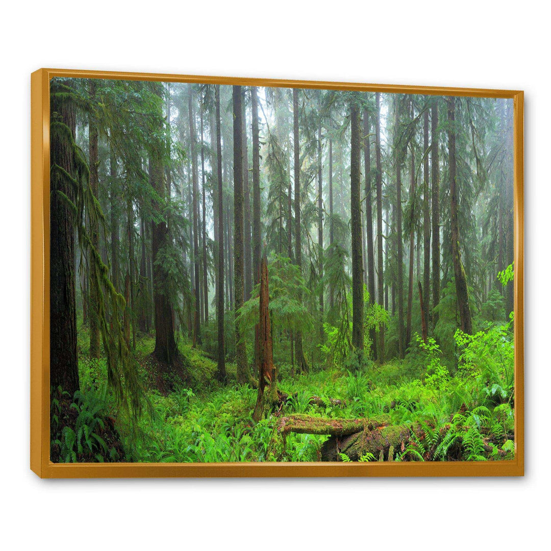 Hoh Rain Forest
