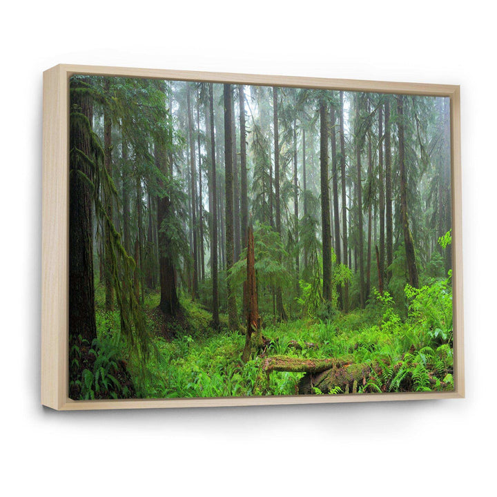 Hoh Rain Forest