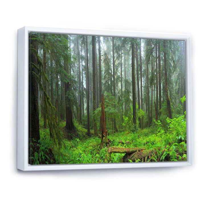 Hoh Rain Forest