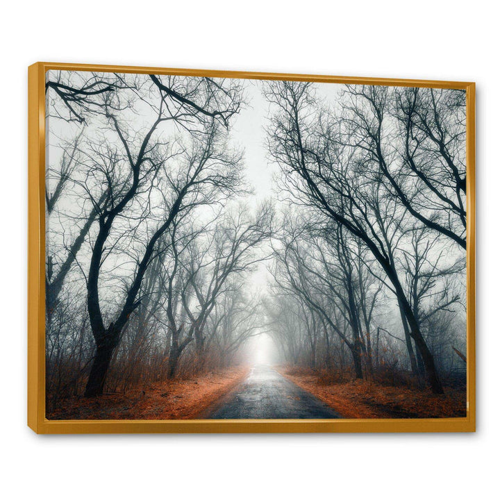 Mystic Road in Forest