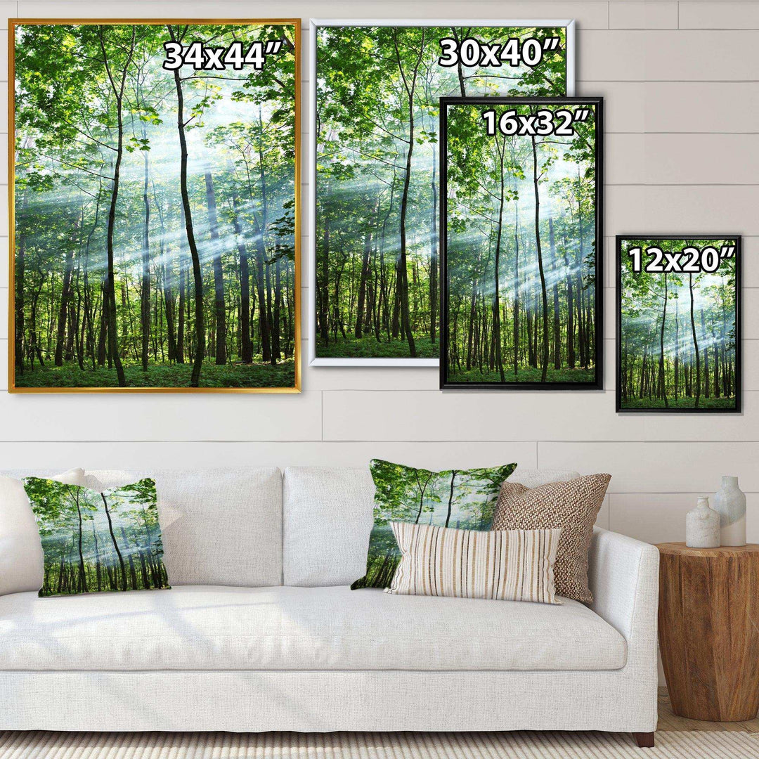 Green Sunny Forest