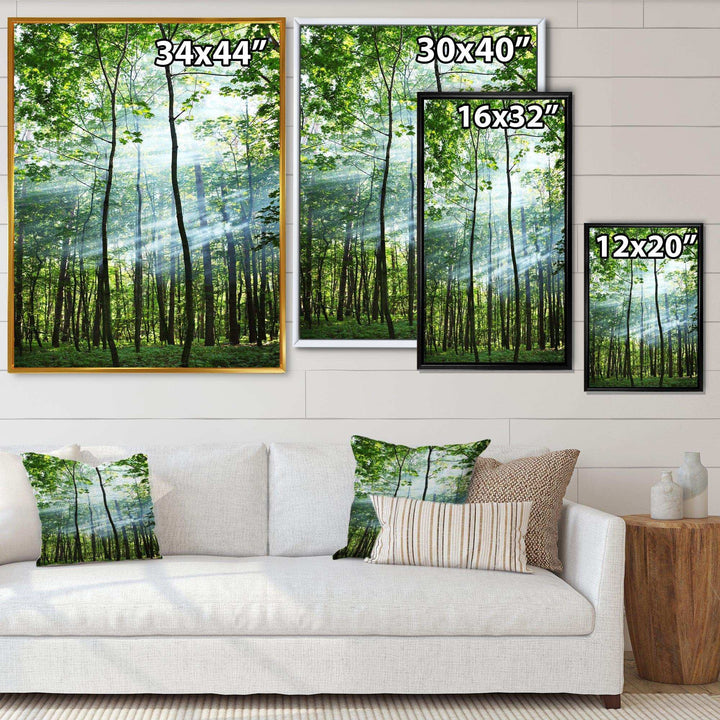 Green Sunny Forest