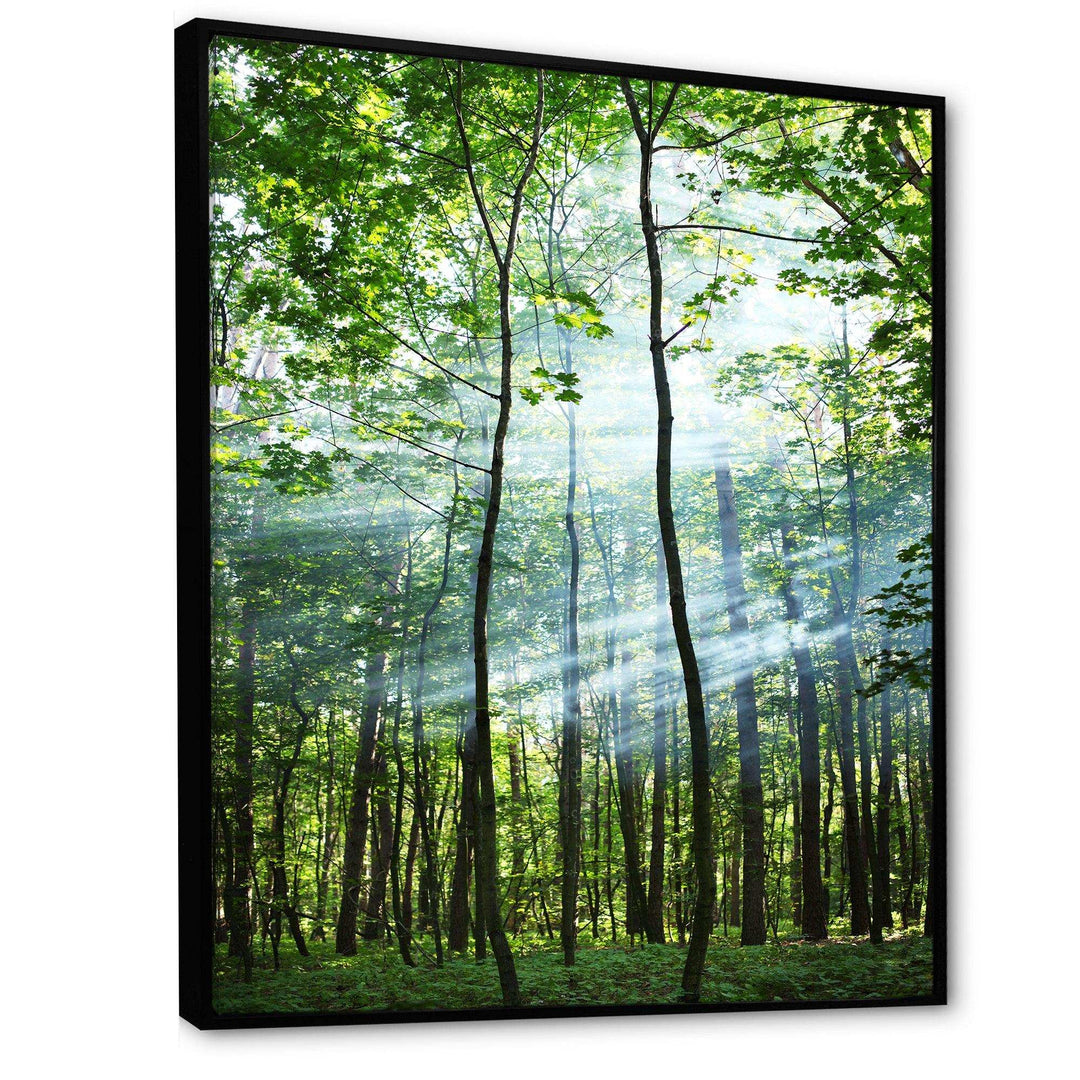 Green Sunny Forest