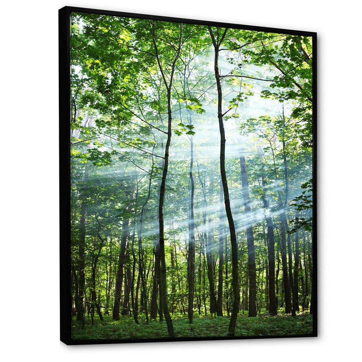 Green Sunny Forest