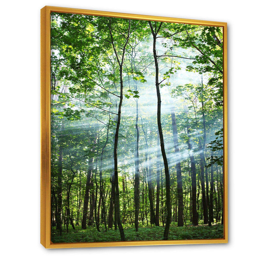 Green Sunny Forest