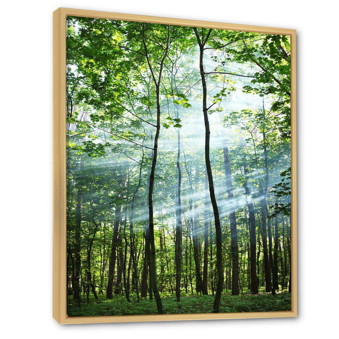 Green Sunny Forest