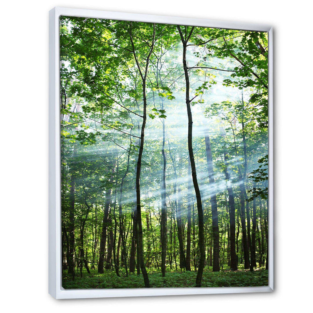Green Sunny Forest