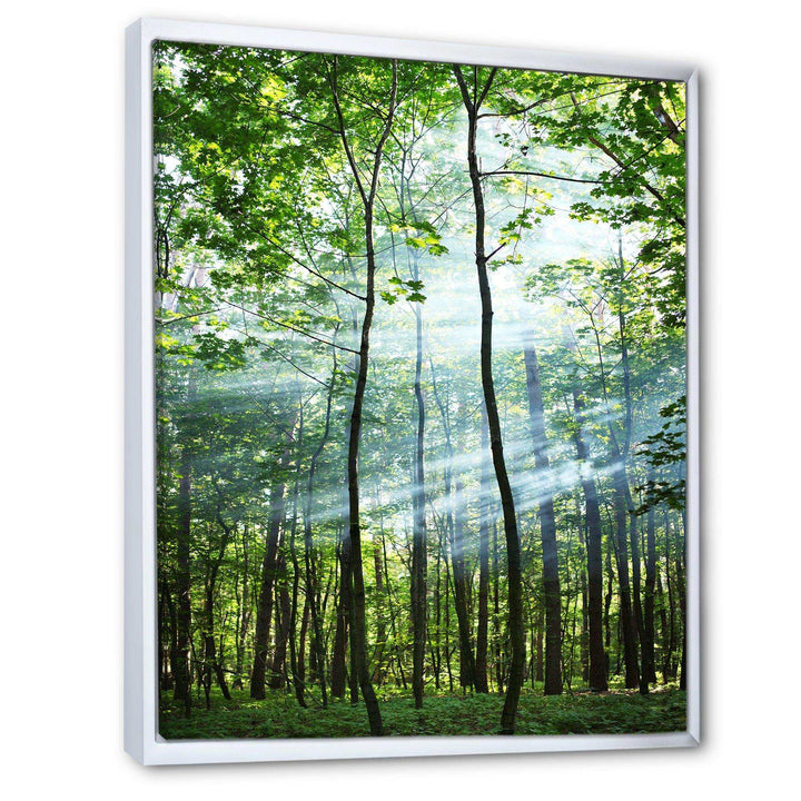 Green Sunny Forest