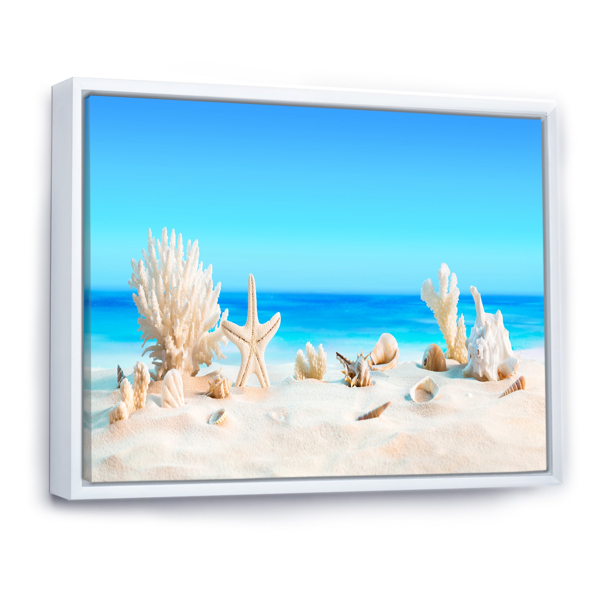 Seashells on Tropical Beach