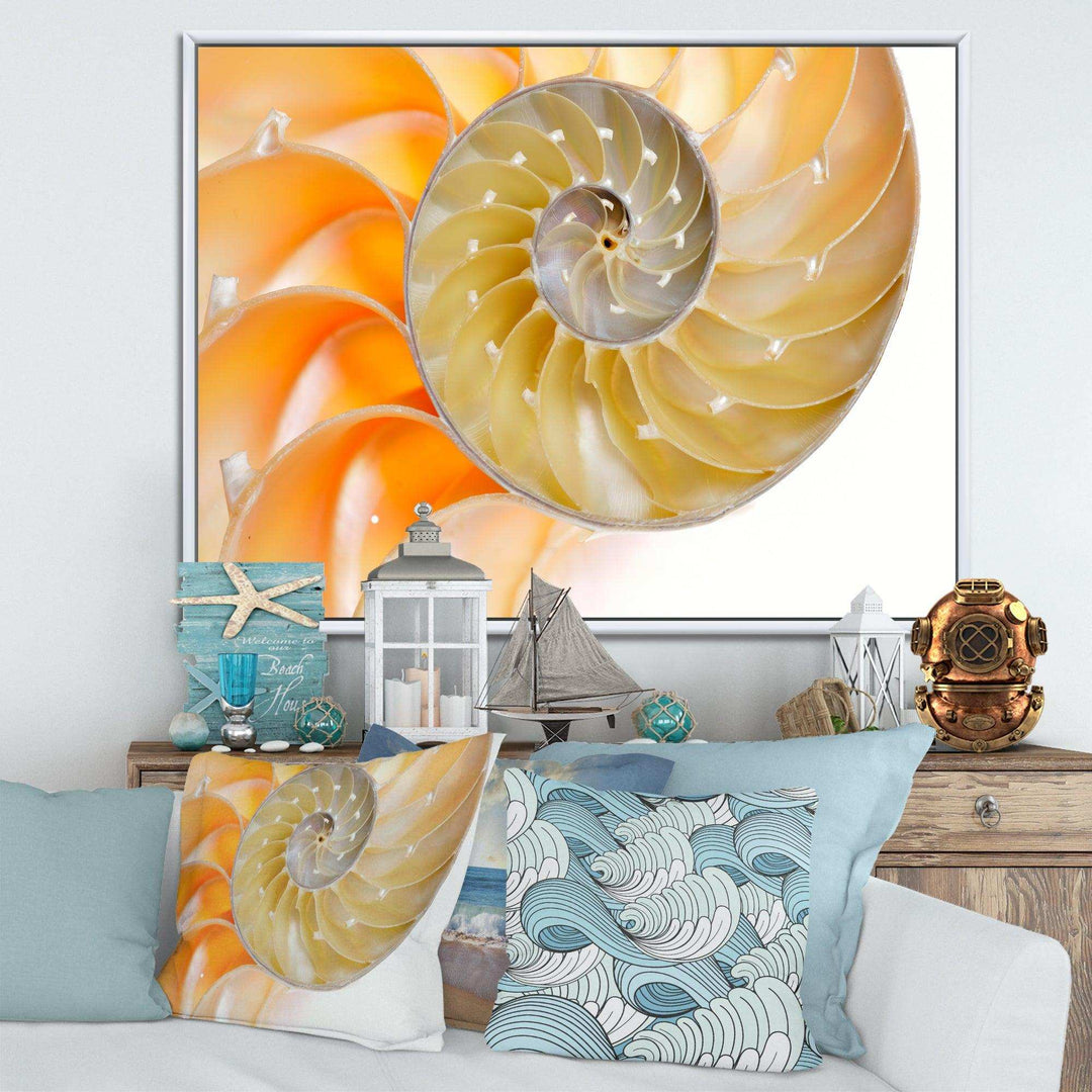 Isolated Nautilus Shell - Nautical &amp; Coastal Bedroom Wall Art